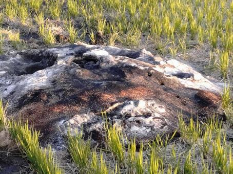 焼かれたもみ殻 籾殻,稲刈り,田んぼの写真素材