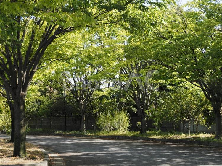 新緑の街路樹　木漏れ日の道① けやき,欅,落葉樹の写真素材