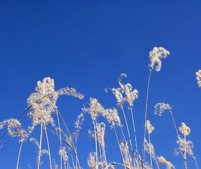 ススキの写真