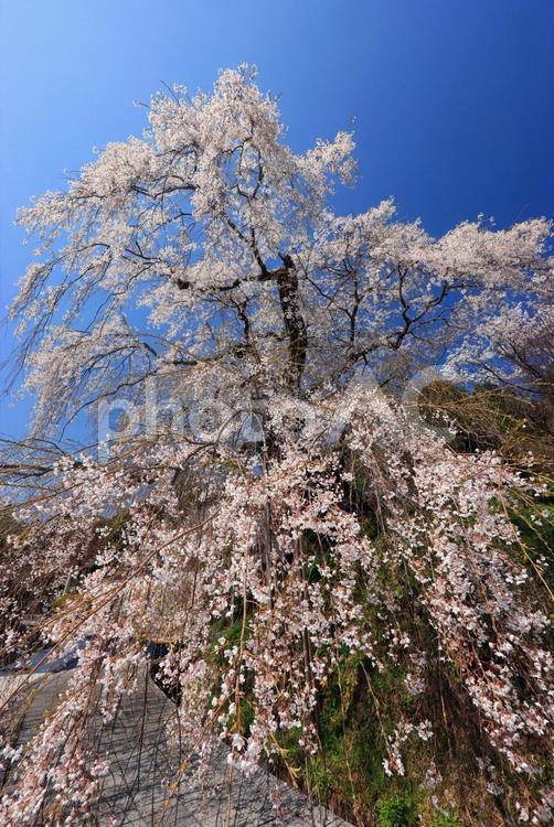 弾正糸桜（しだれ桜） 弾正糸桜,彈正糸桜,だんじょういとざくらの写真素材