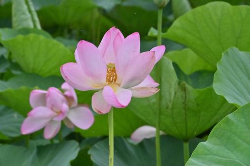 蓮の花 蓮の花の写真
