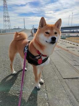 何かを見つけて立ち止まる柴犬! 何かを見つけて立ち止まる柴犬!の写真