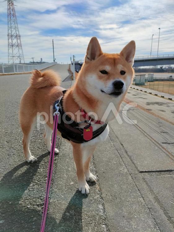 何かを見つけて立ち止まる柴犬！ 犬,柴犬,シバの写真素材