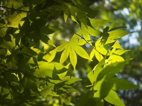 夏もみじ 夏もみじ 木,自然,木漏れ日の写真素材