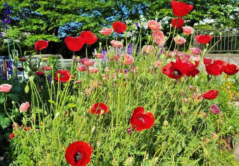 ポピーの花 ポピーの花の写真