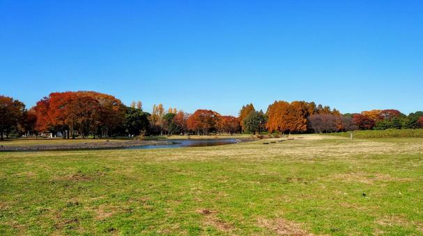 水元公園の紅葉・広場＆池（東京都葛飾区） 秋,水元公園,紅葉の写真素材