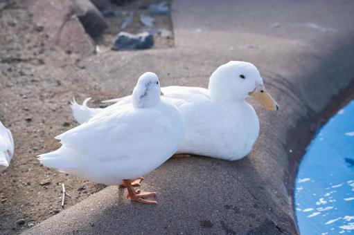 アヒル アヒル アヒル,白,水鳥の写真素材