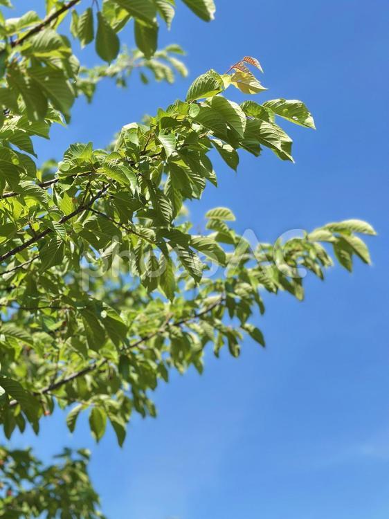 新宮市　三輪崎　黒潮公園　公園 新宮市,三輪崎,黒潮公園の写真素材