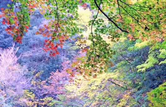 コハウチワカエデの紅葉 紅葉,カエデ,秋の写真素材