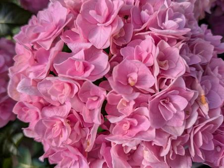 ピンクのアジサイ ピンクのアジサイ 紫陽花,アジサイ,花の写真素材