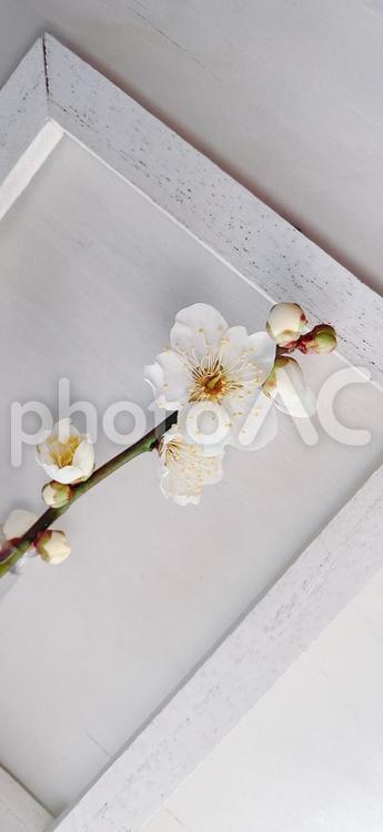 額の中の梅の花② 梅の花,梅,額の写真素材