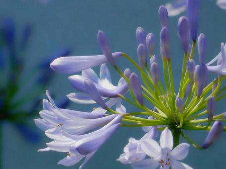Photo, agapanthus, purple clam, blue, 