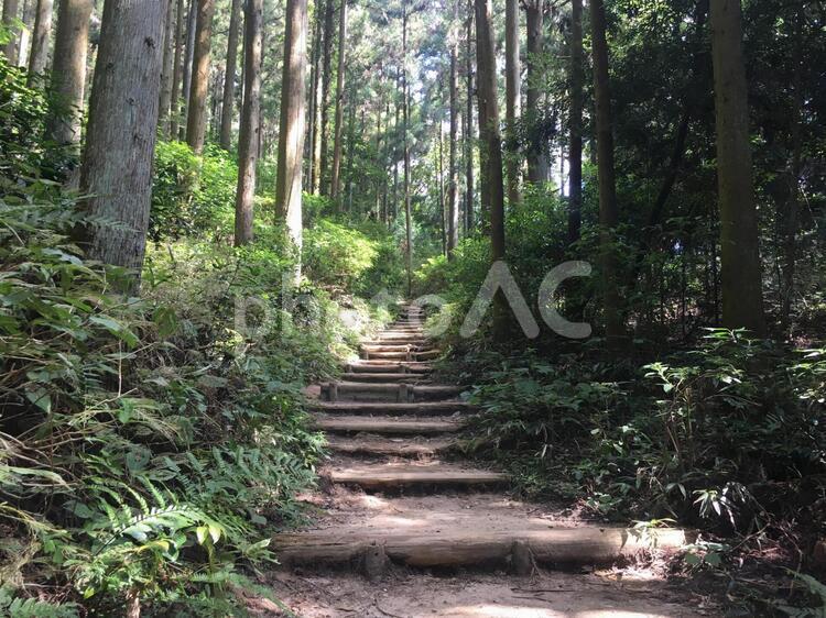 森の中を歩く　登山　運動 登山,トレッキング,ハイキングの写真素材