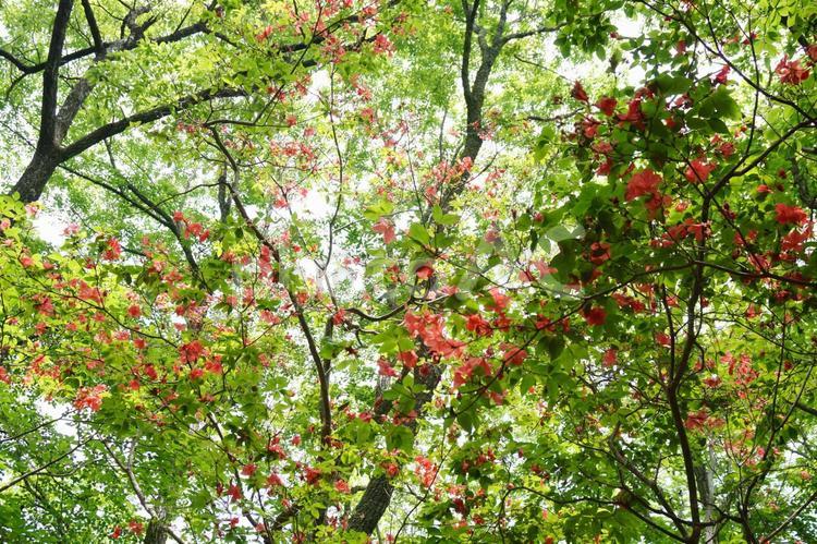 赤い花の咲く木 こもれび,山,新緑の写真素材