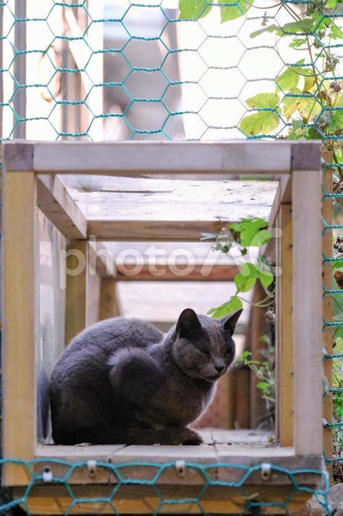 ソウルで出会った猫たちも可愛すぎた ソウル,京城,seoulの写真素材