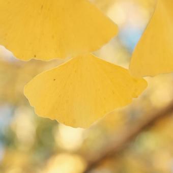 イチョウ イチョウの写真