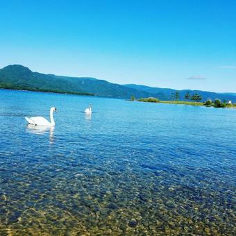 白鳥がいる風景 白鳥がいる風景の写真