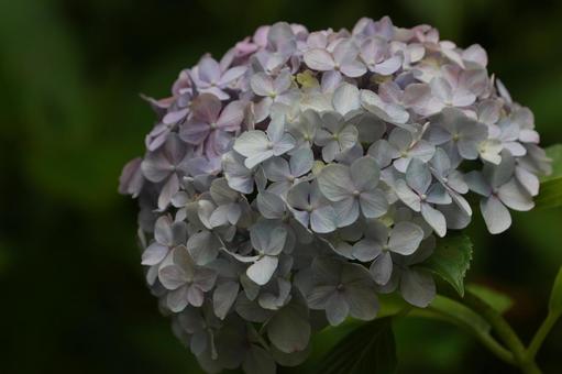 紫陽花 紫陽花,花,装飾花の写真素材