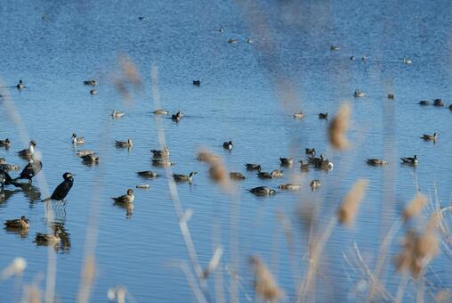 水面に顔を突っ込んで魚を探す鴨たち オナガガモ,鴨,カワウの写真素材