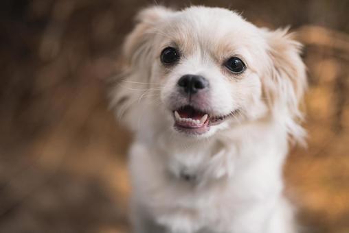 犬 犬の写真