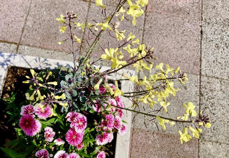 街角の花 街角,花,黄色の写真素材