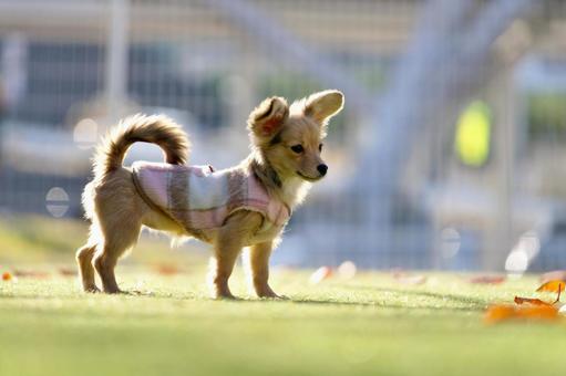 ドッグランのワンコ 犬,雑種,可愛い犬の写真素材