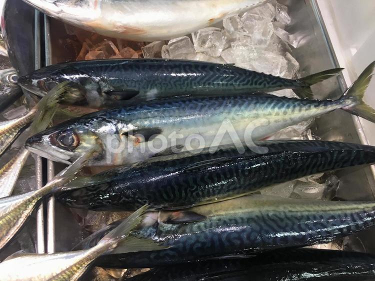 新鮮活魚　魚屋に並ぶサバ 鯖,サバ,海鮮の写真素材
