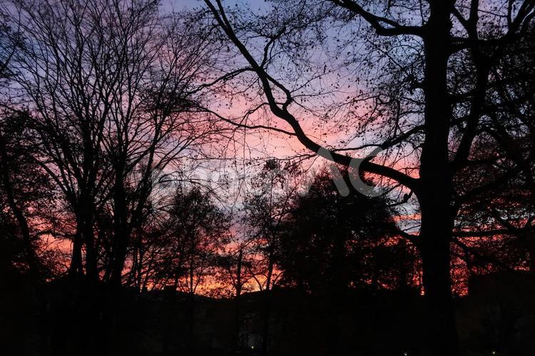 ドイツ　バイエルン州　地方都市の公園の夜明け ドイツ,バイエルン州,バイエルンの写真素材