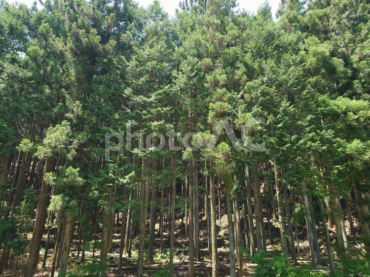 杉　松　山　森林　 杉,松,森林の写真素材