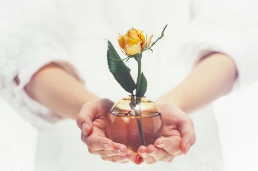 Rose flower in hand 4, JPG