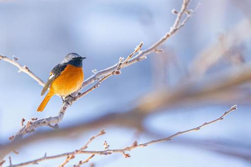 冬の枝にたたずむジョウビタキ 冬の枝にたたずむジョウビタキ ジョウビタキ,鳥,野鳥の写真素材