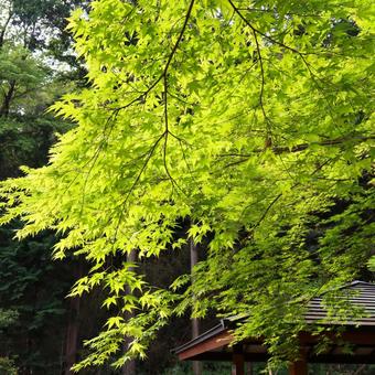 もみじの新録が美しい。 もみじの新録が美しい。 新緑,季節,もみじの写真素材