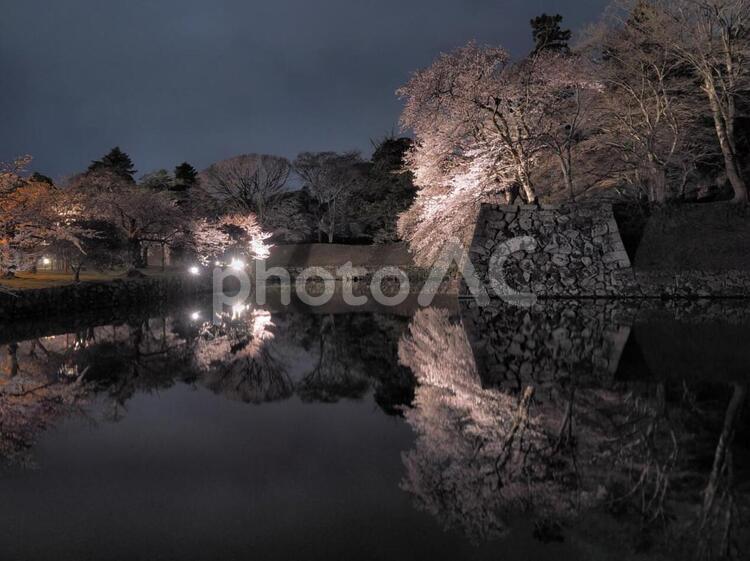 夜桜と彦根城お堀 桜,夜桜,お堀の写真素材