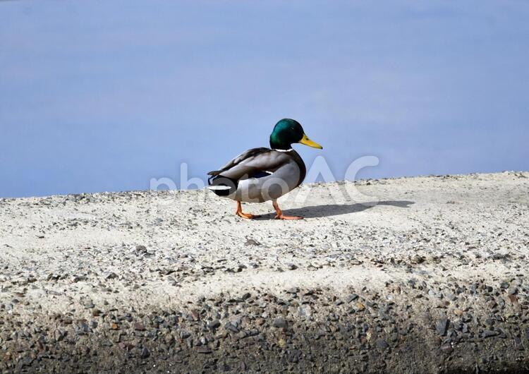 防波堤を散歩する鴨 水鳥,鳥,川の写真素材