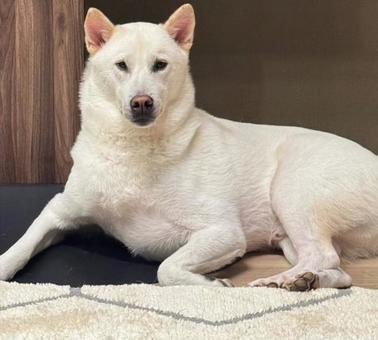 凛凛しさの写真