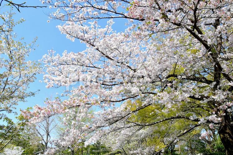 駿府城公園の桜 桜,さくら,春の写真素材