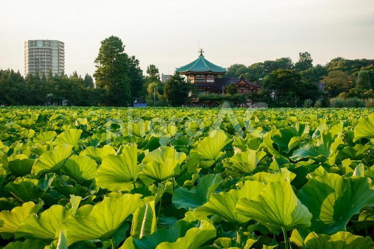 不忍池の蓮（はす）弁天堂 不忍池,蓮,はすの写真素材