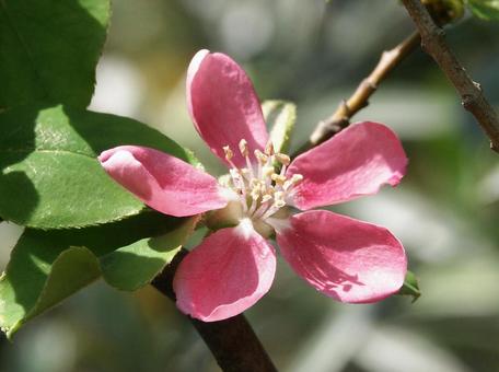 カリン・花梨 カリン・花梨の写真