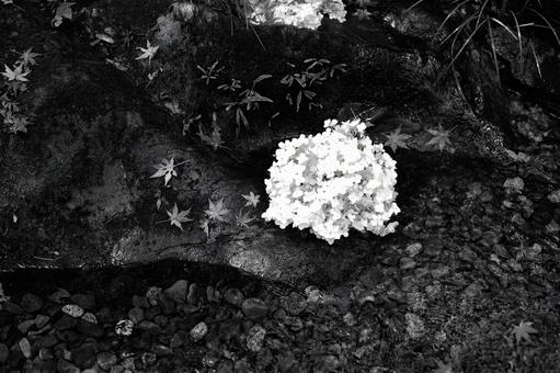 黒と白のアジサイ 黒と白のアジサイの写真