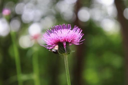 Thistle flower, JPG Thistle flower, JPG