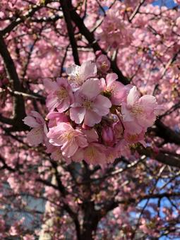 春を告げる河津桜 春を告げる河津桜 河津桜,さくら,桜の写真素材