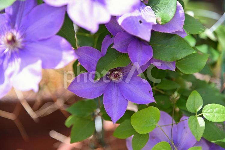 綺麗に咲き誇る鮮やかなクレマチスの花 クレマチス,花,植物の写真素材