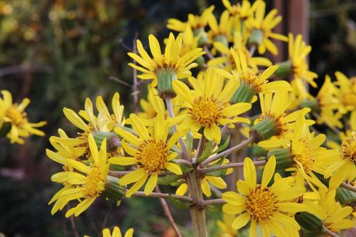 ツワブキ・石蕗　咲く風景 フラワー,秋,冬の写真素材