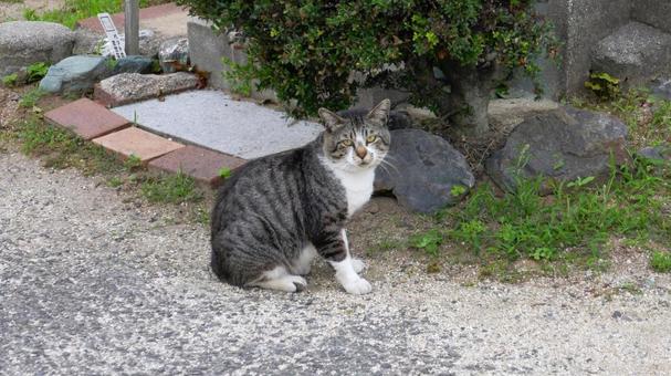早朝に散歩する猫 早朝に散歩する猫の写真