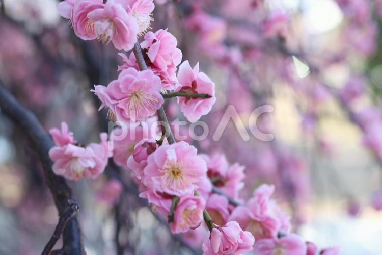 梅-枝垂れ梅ピンク 梅,花,枝垂れ梅の写真素材