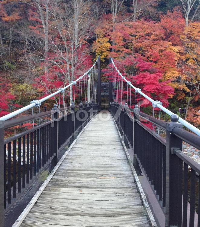 鬼怒川温泉　箒川の紅葉 鬼怒川,箒川,橋の写真素材