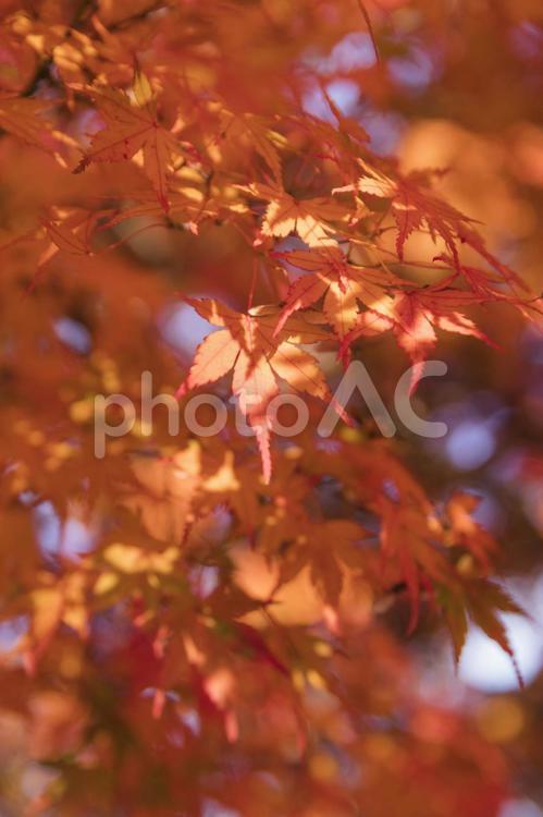 昭和記念公園の美しい紅葉 紅葉,秋色,楓の写真素材