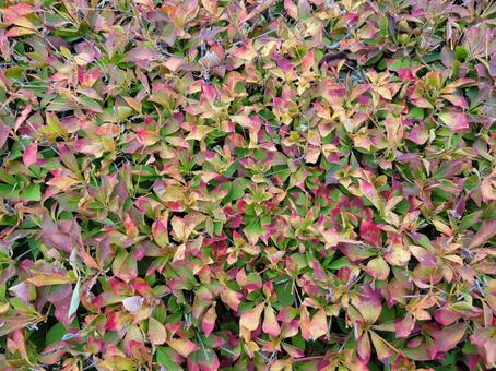 紅葉〜ドウダンツツジ〜 秋,紅葉,ドウダンツツジの写真素材