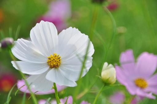 <Image of Autumn> Cosmos, JPG