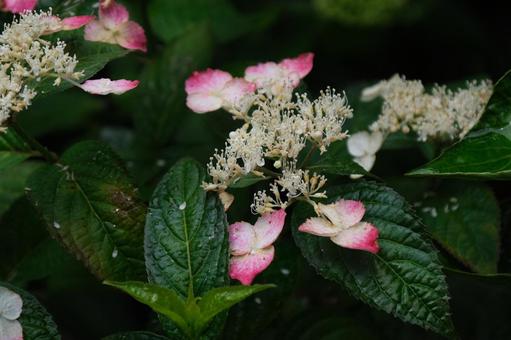 紫陽花 紫陽花の写真